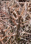 Euphorbia kalisana Marsabit severne GPS173 Kenya 2012_PV0918.jpg